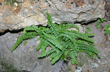 Schwarzstieliger Streifenfarn (Asplenium trichomanes) - © Emanuel Trummer